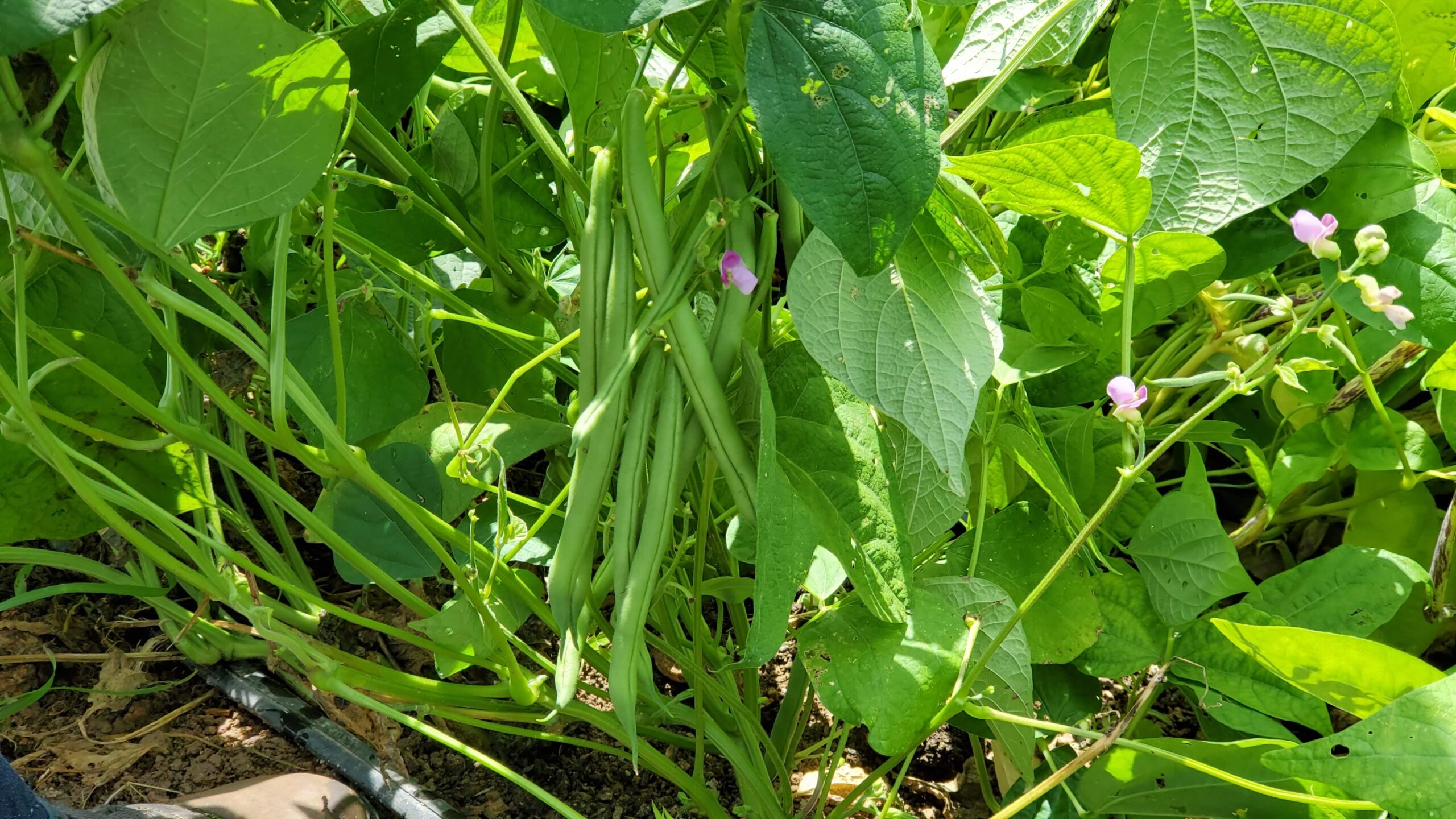 Provider Bush Beans